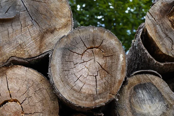 stock image Forest dieback due to climate change, drought and storms and deforestation as a raw material