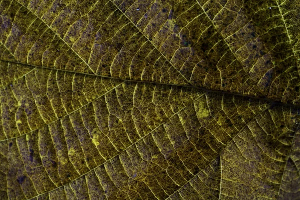 秋に害虫が食べる乾燥葉のマクロ詳細 — ストック写真