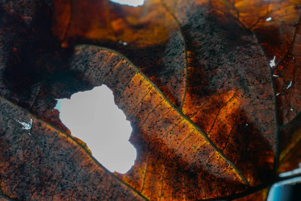 暗い背景に乾燥した葉 死の概念 — ストック写真