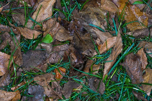秋のカエデの葉の背景 カラフルなカエデの葉の背景 紅葉の背景 — ストック写真