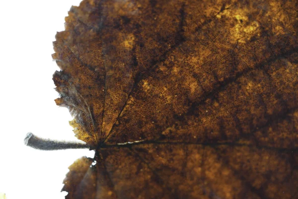 Лист Лиственного Дерева Осенью Создан Деталях Studi — стоковое фото