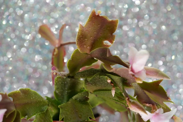 Cactus Schlumbergera Detalle Con Flor Rosa Plena Floración —  Fotos de Stock
