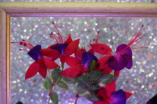 Fuchsia Flower Vase Picture Frame Full Art — Stock Photo, Image