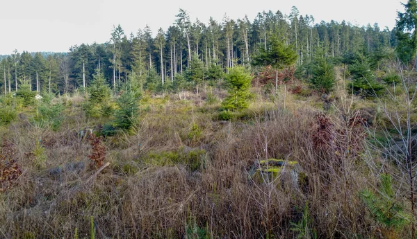 Repouso Florestal Reflorestamento Necessários Devido Alterações Climáticas Baviera Floresta — Fotografia de Stock