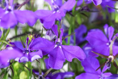 Güzel botanik fotoğrafı, doğal duvar kağıdı.