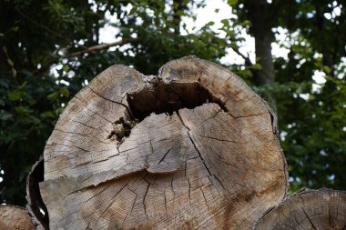 Orman, iklim değişikliği, kuraklık ve fırtınalar ve ham madde olarak ormanların tahrip edilmesi nedeniyle çöker.