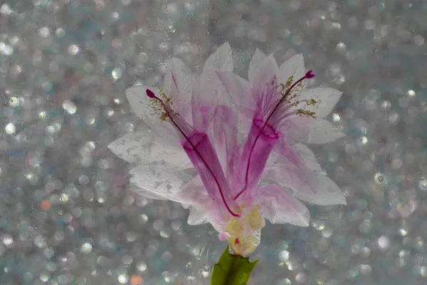 満開のピンクの花でクリスマスサボテンSchlumbergera — ストック写真