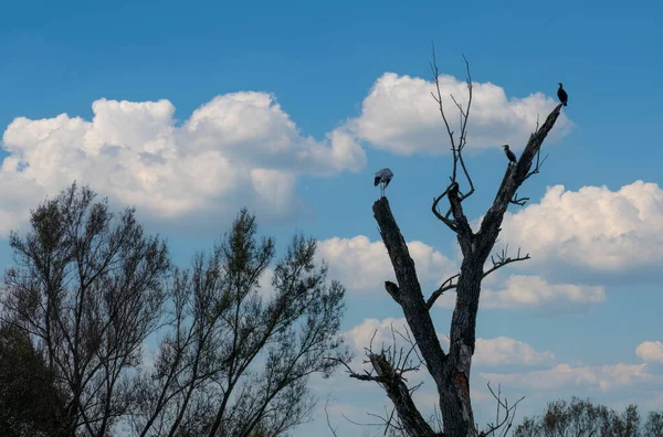Pássaro Vida Selvagem Cormorão Sentado Uma Árvore Velha Danúbio — Fotografia de Stock