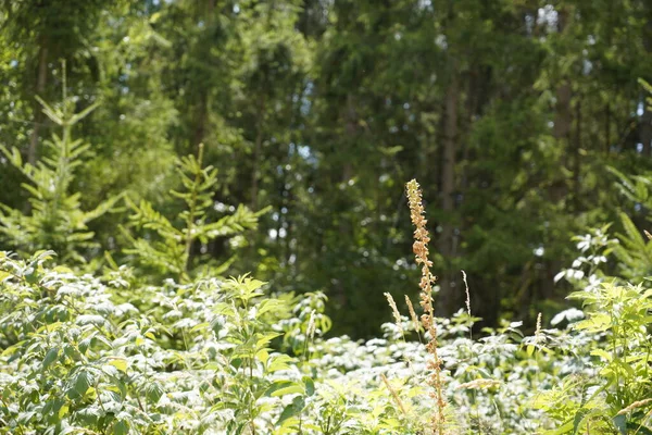 緑豊かな芝生とカラフルな花で森の植生の端に牧草地 — ストック写真