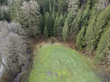 Bavyera 'daki ormanın havadan çekilmiş fotoğrafı. Yoğun iğne ağaçları ve yeşil çayır gibi berrak alanlar var.