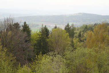 Ormanın güzel manzarası