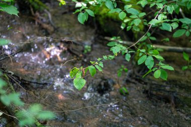 Ormanda yeşil yapraklar