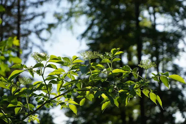 庭の木の緑の葉 — ストック写真