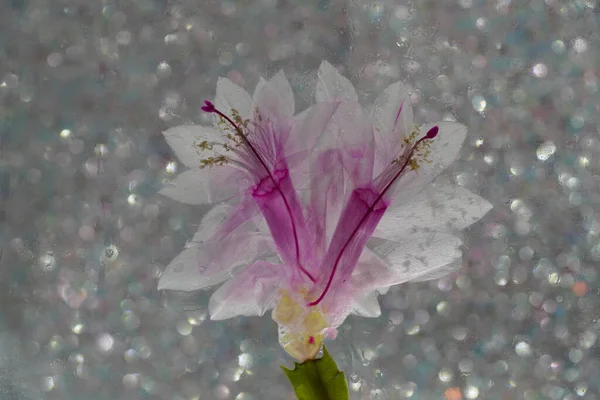 Cactus Schlumbergera Detalle Con Flor Rosa Plena Floración — Foto de Stock