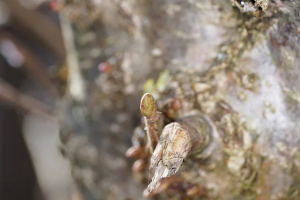 Eine Nahaufnahme Eines Schönen Gelben Frosches Auf Einem Zweig — Stockfoto
