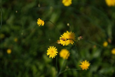 Bahçedeki sarı karahindiba çiçeği