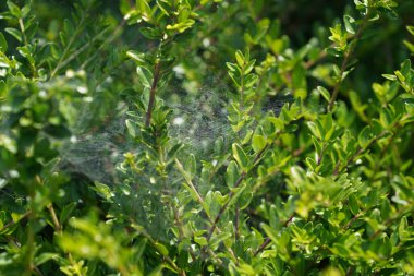 Bahçede yeşil yapraklar