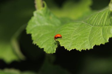 Yapraktaki uğur böceği