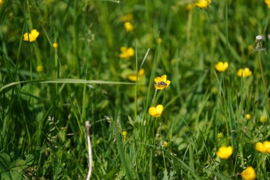 Bahçedeki sarı çiçekler