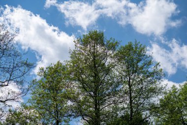 Ormanın güzel manzarası
