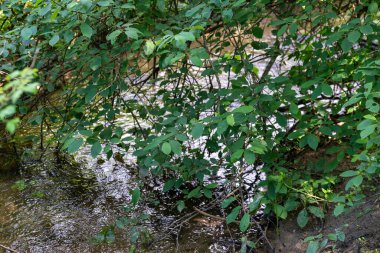 Ormanda yeşil yapraklar