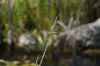 Ormanda yeşil yapraklar