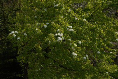 Ağaçta yeşil yosun