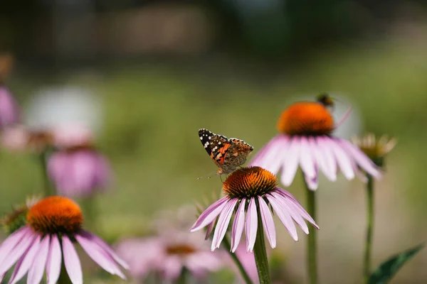 Stock image beautiful butterfly on a flower