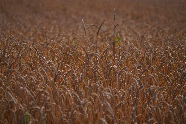 Pšeničná Pole Zemědělství Zemědělství Sklizeň Zralost Žito Zemědělský Průmysl Sklizeň — Stock fotografie