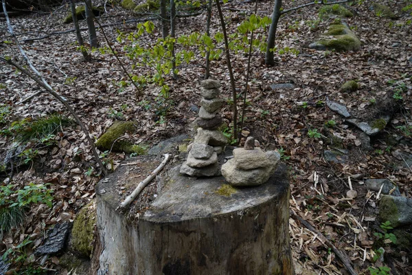 森林中一棵树的石像 — 图库照片