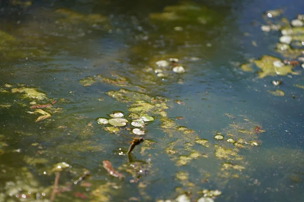 Краплі Води Річці — стокове фото