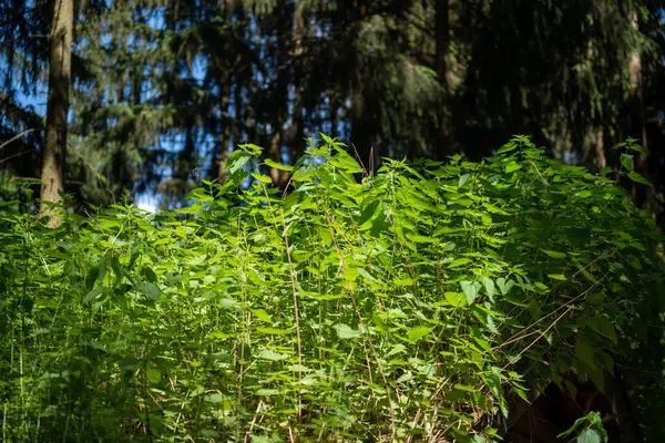 森の緑の葉 — ストック写真