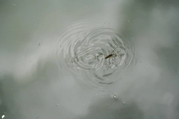 池塘表面的水滴 — 图库照片