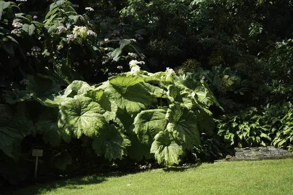 花园里的绿色植物 — 图库照片
