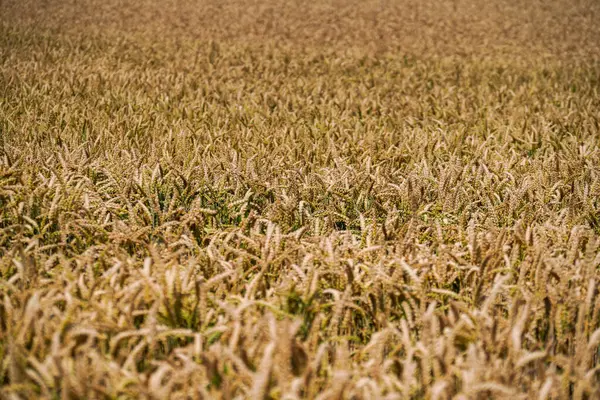 Zemědělské Pole Zemědělství Zemědělství Sklizeň Pšenice Obiloviny Obiloviny — Stock fotografie