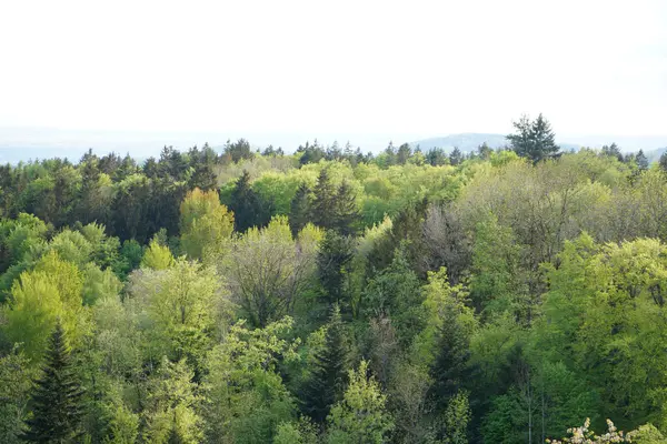 나무와 숲으로 뒤덮인 아름다운 — 스톡 사진