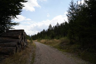 Orman, iklim değişikliği, kuraklık ve fırtınalar ve ham madde olarak ormanların tahrip edilmesi nedeniyle çöker.