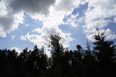 Orman, iklim değişikliği, kuraklık ve fırtınalar ve ham madde olarak ormanların tahrip edilmesi nedeniyle çöker.