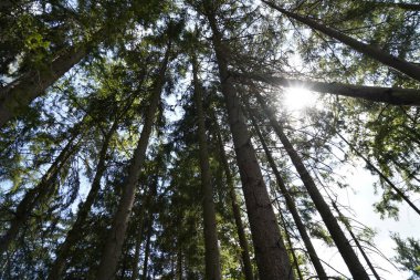 Orman, iklim değişikliği, kuraklık ve fırtınalar ve ham madde olarak ormanların tahrip edilmesi nedeniyle çöker.