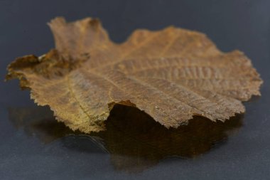 Dry leaf on a dark background. The concept of death.