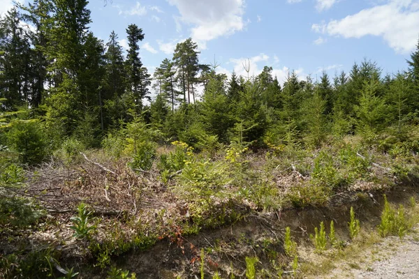 Desmatamento Florestal Devido Alterações Climáticas Seca Tempestades Desmatamento Como Matéria — Fotografia de Stock