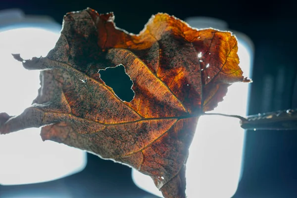 stock image Dry leaf on a dark background. The concept of death.