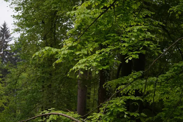 Зеленые Листья Дерева Голубом Небе Весенний Фон Красочный Фон — стоковое фото