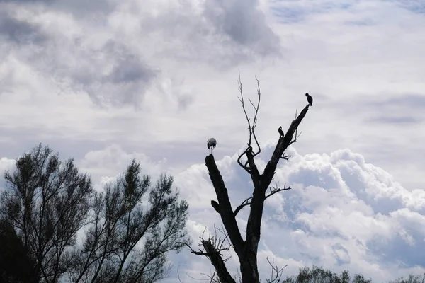 Bird Wildlife Cormorant Sitting Old Tree Danube — Stock Photo, Image