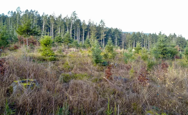 Repouso Florestal Reflorestamento Necessários Devido Alterações Climáticas Baviera Floresta — Fotografia de Stock