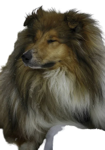 Porträtt Vacker Hund — Stockfoto