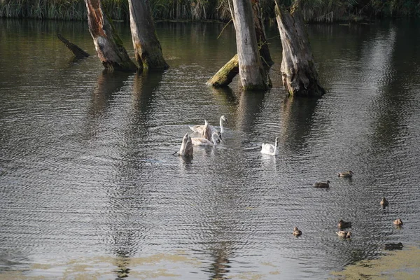 Водяная Птица Лебедь Утка Баклан Реке Данубе — стоковое фото