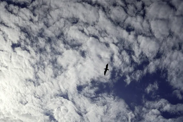 Stratus Cumulus Alto Nimbo Clouds Blue Sky Weather Messengers — Stockfoto