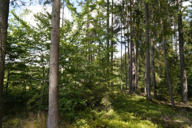 Orman, iklim değişikliği, kuraklık ve fırtınalar ve ham madde olarak ormanların tahrip edilmesi nedeniyle çöker.