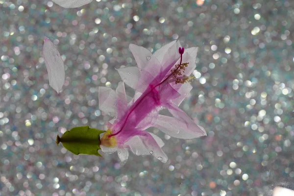 美しい花花壁紙背景春の花 — ストック写真